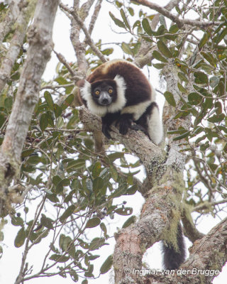 Varecia variegata - Ruffed Lemur