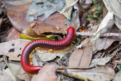 Millipede unknown