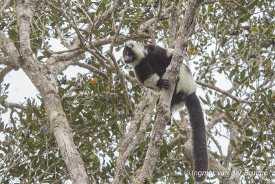 Varecia variegata - Ruffed Lemur