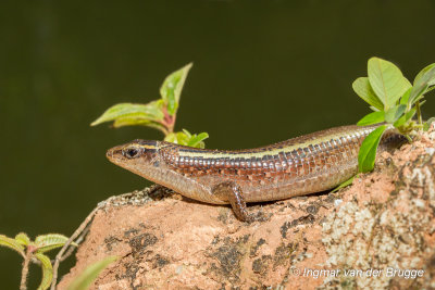 Zonosaurus madagascariensis - Madagascar Girdled Lizard