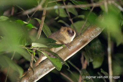 Microcebus lehilahytsara - Goodman's Mouse Lemur