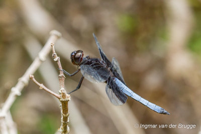 Thermorthemis madagascariensis