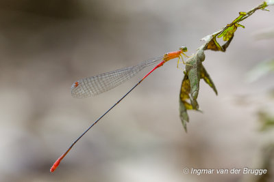 Damselfly unknown