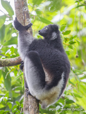 Indri indri - Indri