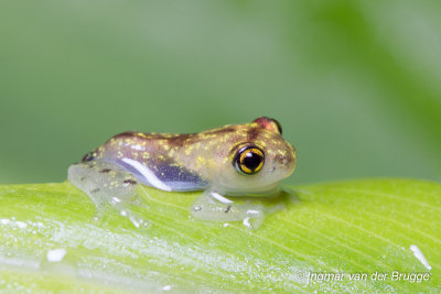 Treefrog unknown