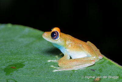 Boophis viridis