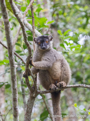 Common Brown Lemur