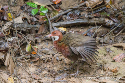 White-throated Rail