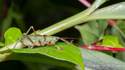 Grasshopper unknown