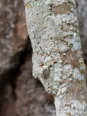 Uroplatus sikorae - Southern Flat-tail Gecko