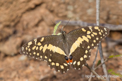 Papilio demodocus - Christmas Butterfly