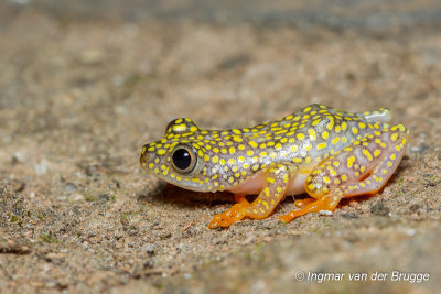 Heterixalus alboguttatus