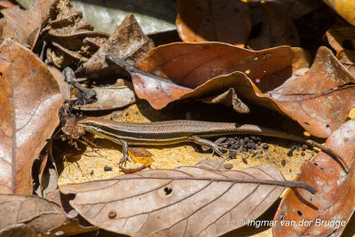 Trachylepis gravenhorstii - Gravenhorst's Mabuya