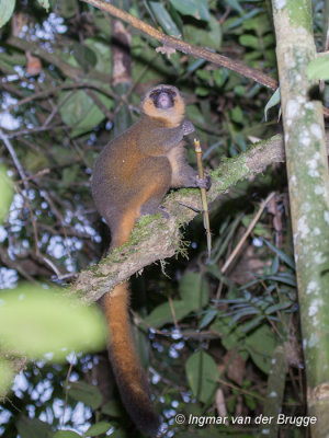 Hapalemur aureus - Golden Bamboo Lemur