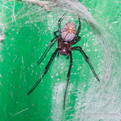 Spider unknown