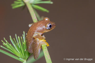 Heterixalus betsileo