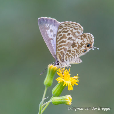 Leptotes pirithous - Lang’s Short-tailed Blue