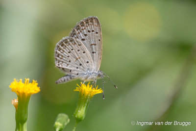 Butterfly unknown