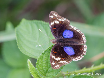 Junonia oenone epiclelia