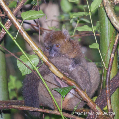 Prolemur simus - Greater Bamboo Lemur