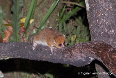 Microcebus rufus - Red Mouse Lemur