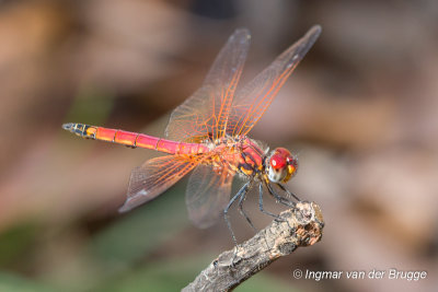 Trithemis selika