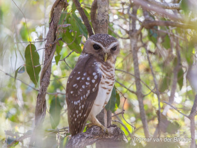 White-browed Hawk-Owl