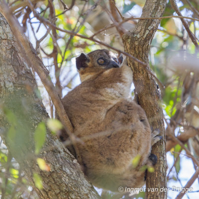 Lepilemur hubbardorum - Hubbard's Sportive Lemur