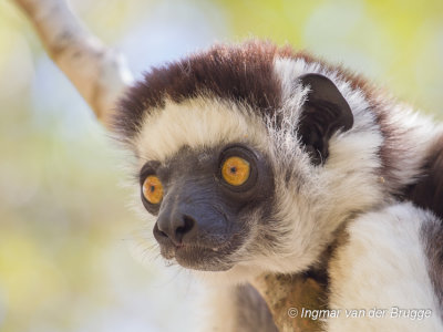 Propithecus verreauxi - Verreaux's Sifaka