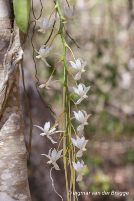 Orchid unknown