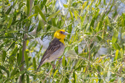 Sakalava Weaver