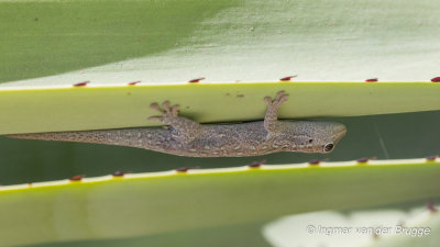 Phelsuma breviceps