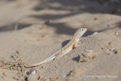 Chalarodon madagascariensis - Madagascar iguana