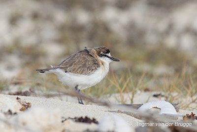 Kittlitz's Plover