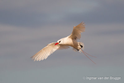 Red-tailed Tropicbird