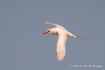 Red-tailed Tropicbird