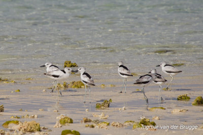 Crab-plover