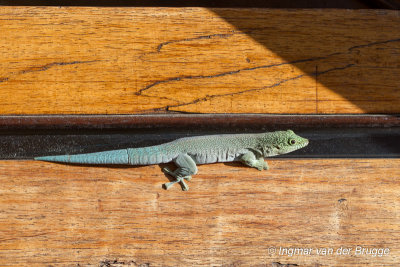 Phelsuma standingi - Standing's Day Gecko