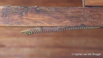 Phelsuma standingi - Standing's Day Gecko