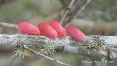 Phromnia rosea - Madagascar Flatid Leaf Bug