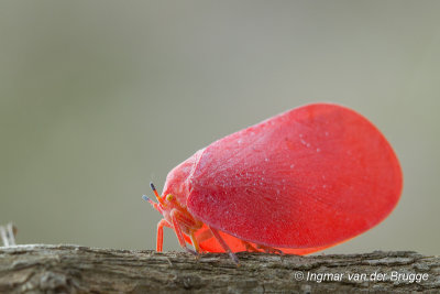 Phromnia rosea - Madagascar Flatid Leaf Bug