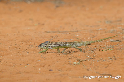 Furcifer verrucosus