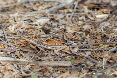 Trachylepis elegans - Elegant Mabuya