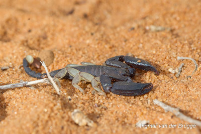 Opisthacanthus madagascariensis