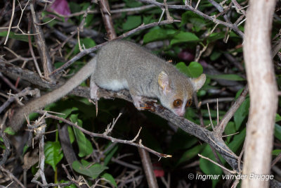 Microcebus murinus - Grey Mouse Lemur