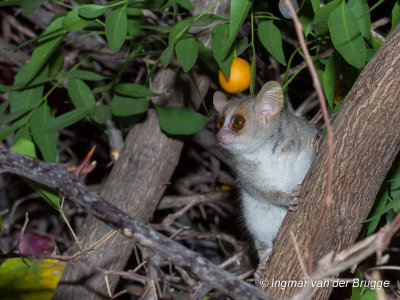 Microcebus murinus - Grey Mouse Lemur