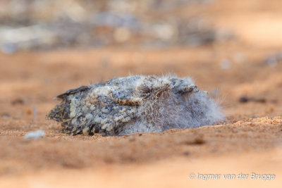 Madagascan Nightjar