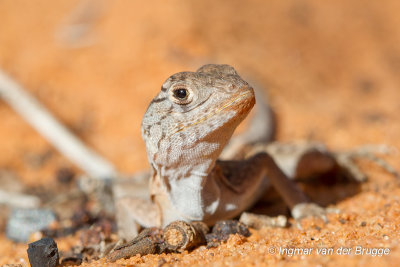 Chalarodon madagascariensis - Madagascar iguana