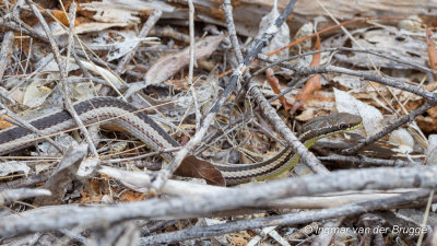 Dromicodryas bernieri - Bernier's Striped Snake
