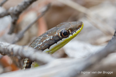 Dromicodryas bernieri - Berniers Striped Snake